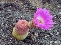 Echinocereus rigidissimus rubispinus Lau088 JL1255.jpg